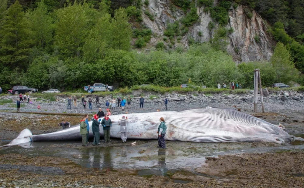 Cruise Ship Safety Concerns: Urgent Call to Slow Down After Pregnant Whale Found on Royal Caribbean Vessel