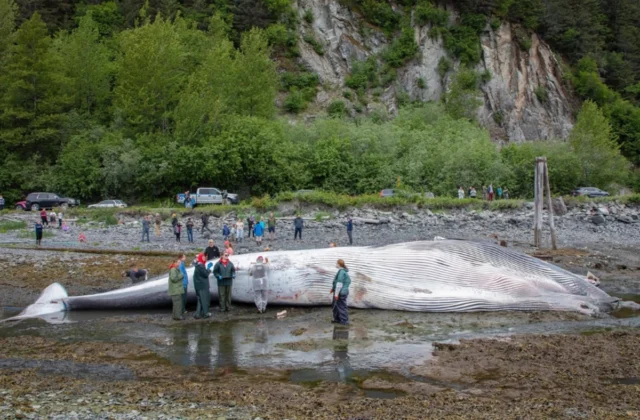 Cruise Ship Safety Concerns: Urgent Call to Slow Down After Pregnant Whale Found on Royal Caribbean Vessel